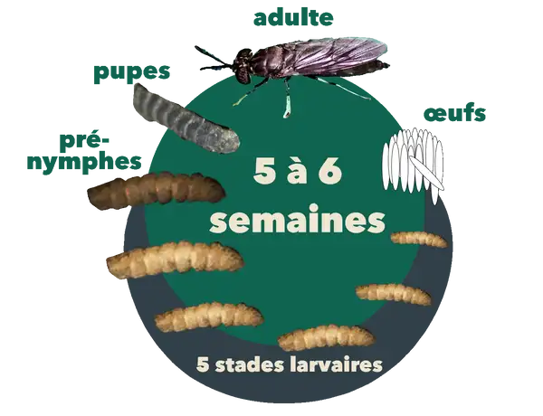 services-01 BSF Life Cycle Fr